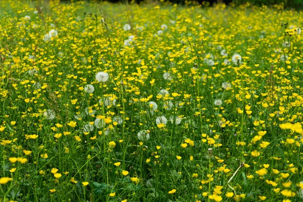 Löwenzahnfeld mit kleinen gelben Blüten — Stockfoto