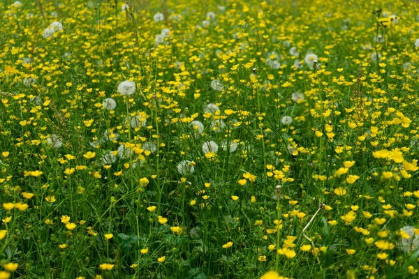 Πικραλίδα πεδίο με μικρά κίτρινα λουλούδια — Φωτογραφία Αρχείου
