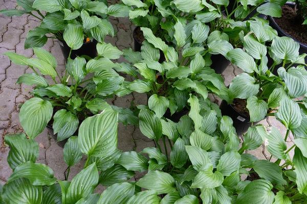 Fresh green plants in pot — Stock Photo, Image