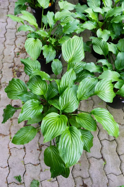 Friske grønne planter i potten - Stock-foto