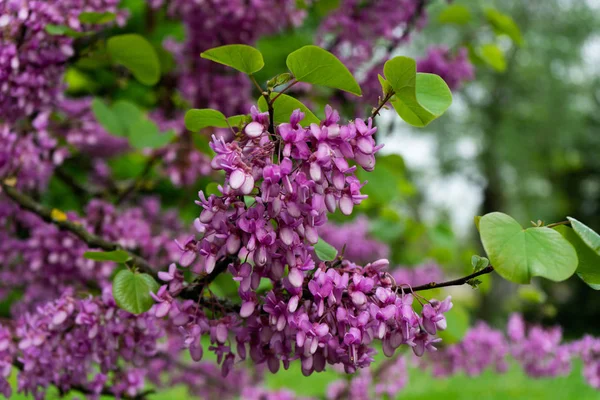 Weergave van bloeiende rood-bud boom bedekt met bloemen in het voorjaar — Stockfoto