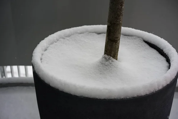 Pot de jardin avec tronc d'arbre recouvert de neige — Photo