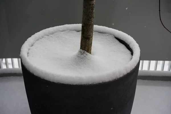 Pot de jardin avec tronc d'arbre recouvert de neige — Photo