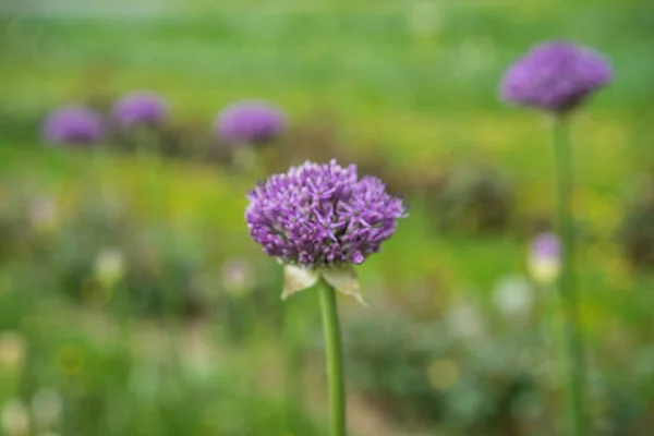 field of purple dandelion, taraxum officinale