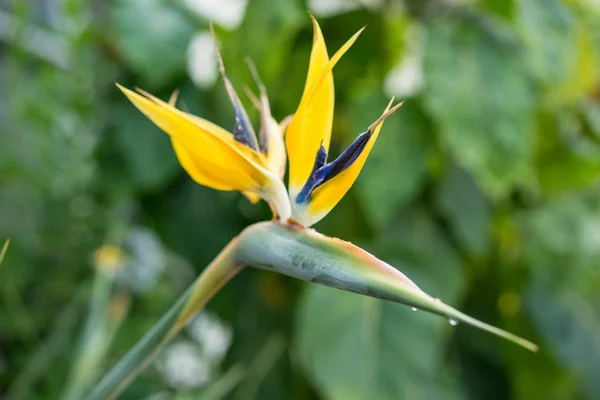 golden mandela plant or paradise bird flower, strelitzia reginae