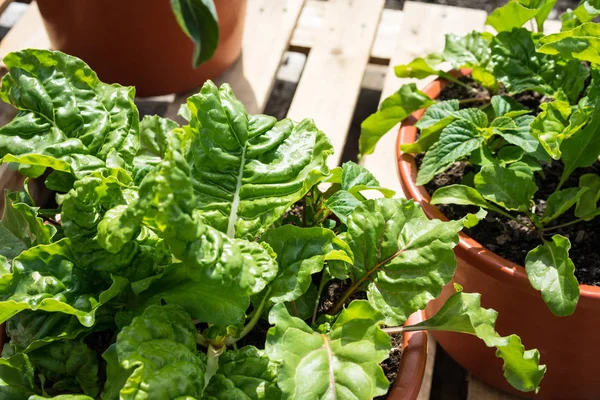 Органічний салатний будинок, вирощений у садовому горщику — стокове фото