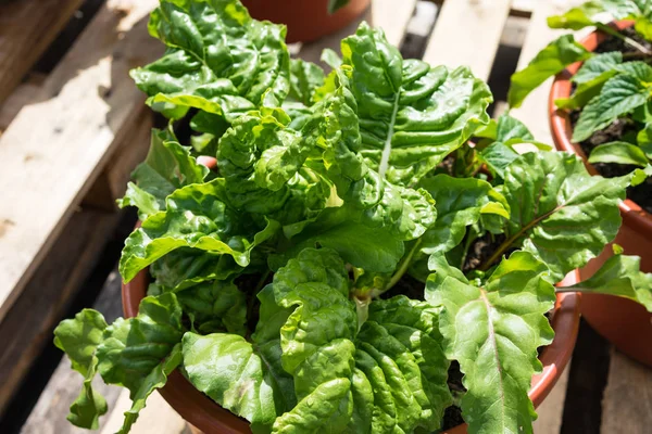 organic salad home grown in gardening pot