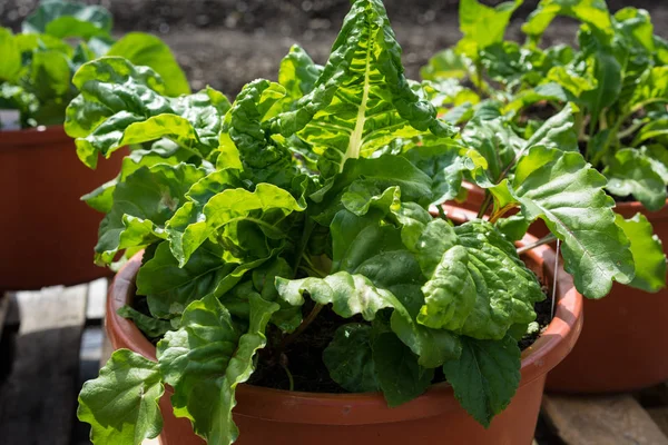 organic salad home grown in gardening pot