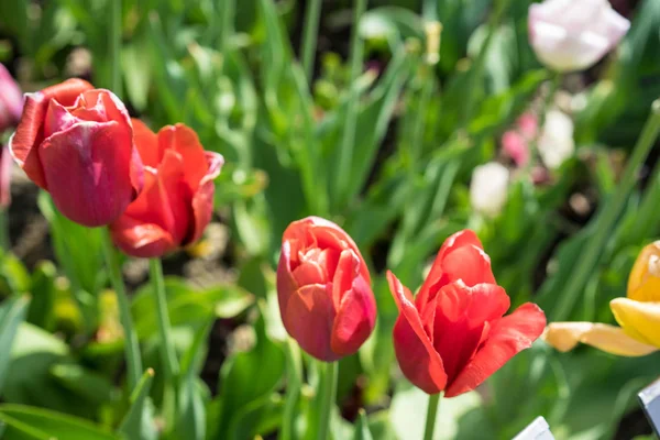 赤いチューリップの花チューリップ アナトリアの庭に咲く — ストック写真