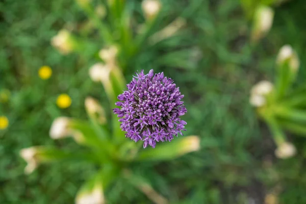 single purple dandelion on flower field, taraxum officinale