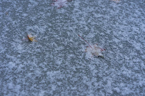 Yerde kışın donmuş akçaağaç yaprağı — Stok fotoğraf