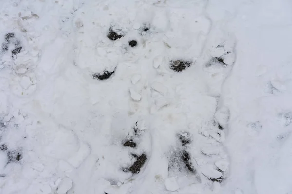 Fotspår i snön hög vinkel se — Stockfoto