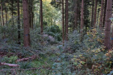 ağaçlar ve bitkiler ile Avrupa'nın derin koyu yeşil orman
