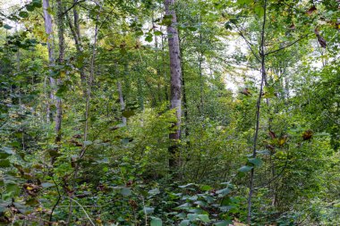 yağmurlu bir gün sonbaharda Forrest sahne