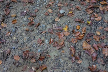 Kırmızı Yaprak Sonbahar çamur döşeme