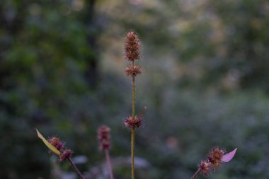Forrest küçük telkari bitki izole bokeh yakın
