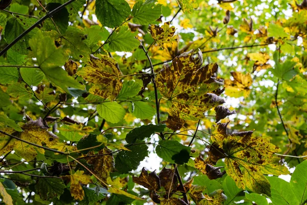 Folha de árvore de outono perto — Fotografia de Stock