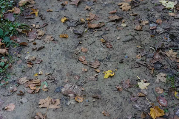 Wald Feldweg Schlamm Mit Herbstblättersaison — Stockfoto