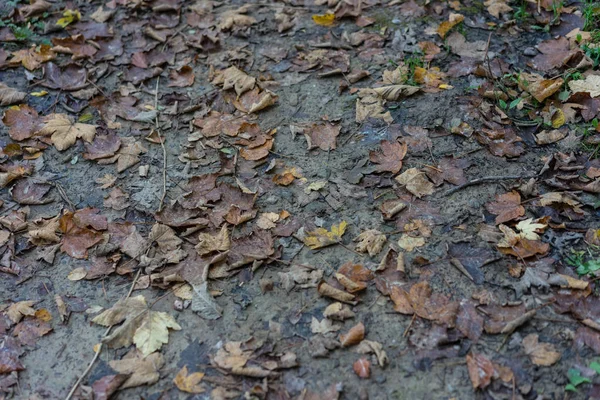 Wald Feldweg Schlamm mit Herbstblatt — Stockfoto