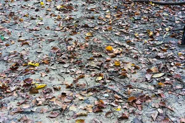 Bos modder weg met blad in de herfst — Stockfoto