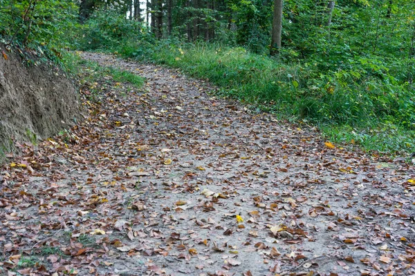 Лесная грязная дорога с листьями осенью — стоковое фото