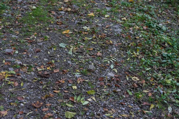 Bos pad in de herfst met bladeren — Stockfoto