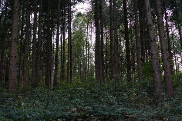 Aleja drzew leśnych wygląd — Zdjęcie stockowe