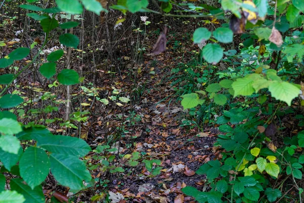 Scena Forrest jesienią w deszczowy dzień — Zdjęcie stockowe