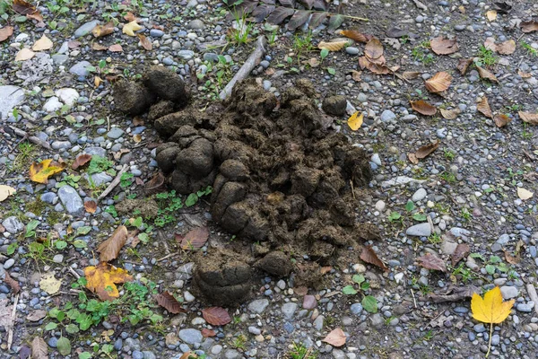 Horse feces on forest path — Stock Photo, Image