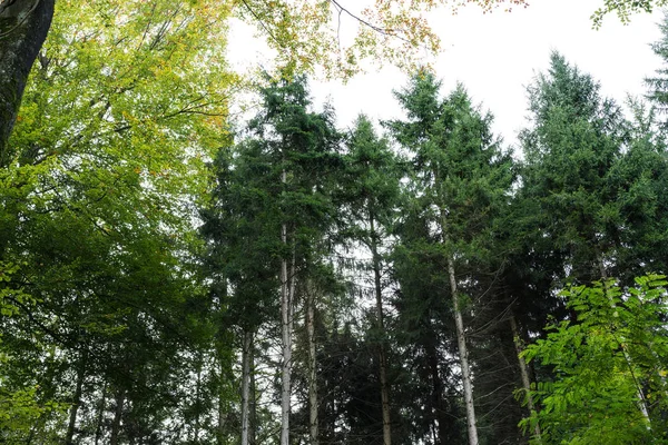 Vue à angle bas des arbres dans la forêt avec ciel — Photo