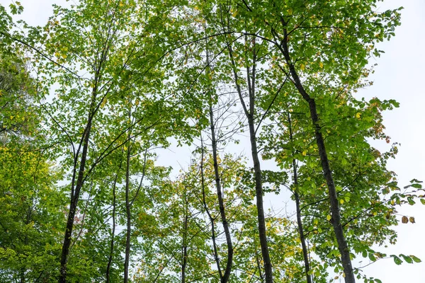 Vue à angle bas des arbres dans la forêt avec ciel — Photo