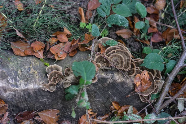 在阿甘的石头上生长的蘑菇 — 图库照片