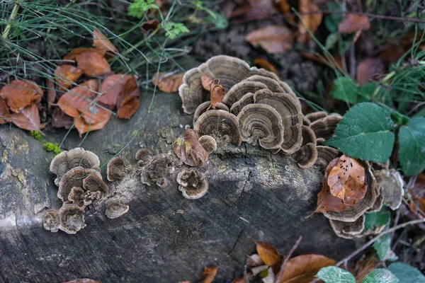 Svamp som odlas på sten i forrest — Stockfoto