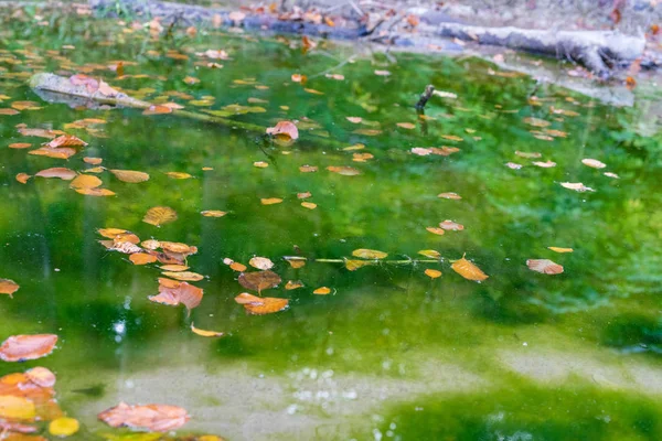 Lagoa com água verde e folhas parecendo tóxico — Fotografia de Stock