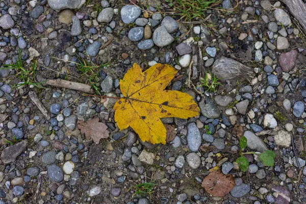 Folha de outono amarelo único vista superior no caminho da floresta — Fotografia de Stock