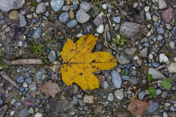 Einzelne gelbe Herbstblatt Draufsicht auf Waldweg — Stockfoto