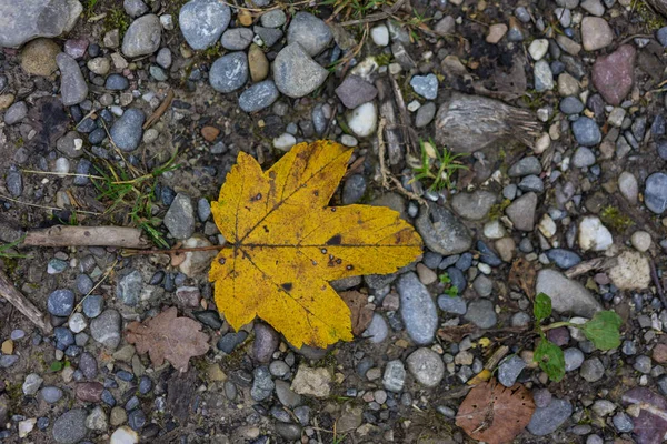 Einzelne gelbe Herbstblatt Draufsicht auf Waldweg — Stockfoto