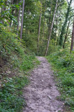 ağaçlarla sonbahar küçük orman yolu