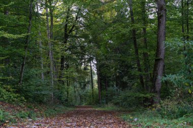 Sonbahar yaprağı ile orman yürüyüş sokak