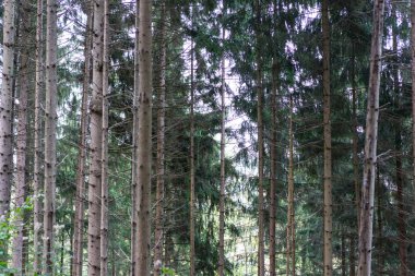 ağaçlar orman gün sonbahar