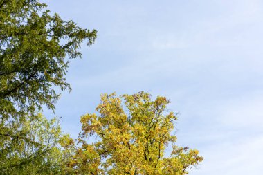 gökyüzü arka plan ile sonbahar sarı ve yeşil ağaç