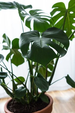 ev içinde Philodendron yaprak yakın