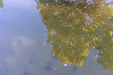 büyük ağaç su yansıma mavi gökyüzü ile ayna görünümü