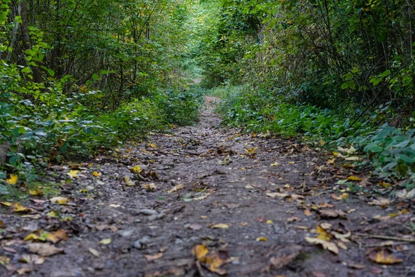 Улица в лесу осенний вид на дорогу с листвой — стоковое фото