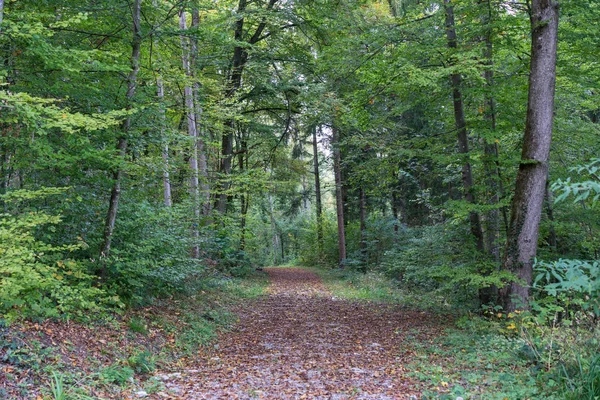 Rue en forêt randonnée avec feuille d'automne — Photo