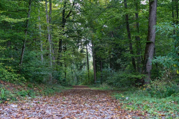 Rue en forêt randonnée avec feuille d'automne — Photo