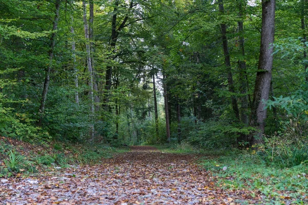 Rue en forêt randonnée avec feuille d'automne — Photo