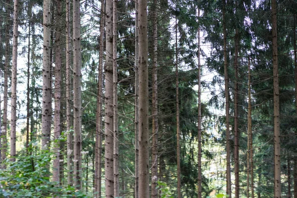 Arbres forêt jour automne — Photo