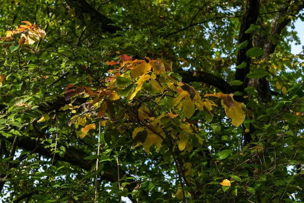 Árvores na floresta com folhas na temporada de outono visão de baixo ângulo — Fotografia de Stock