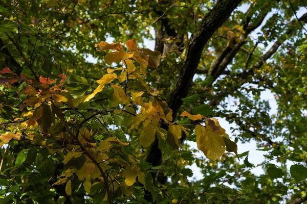 Fák erdőben levelekkel az őszi szezonban alacsony látószögű nézet — Stock Fotó
